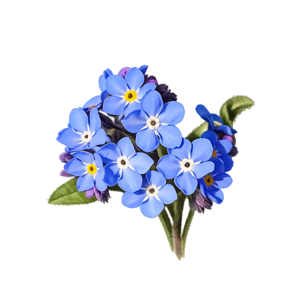 Flower: Myosotis sylvatica
